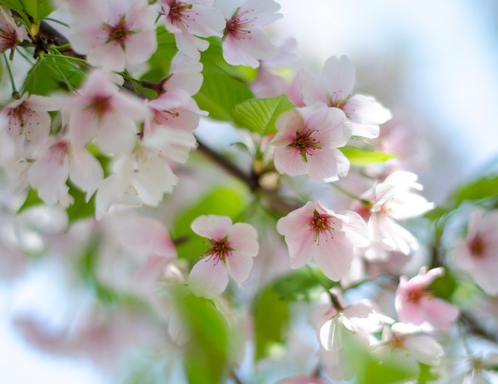 Washington DC - Pretty Cherry Blossoms