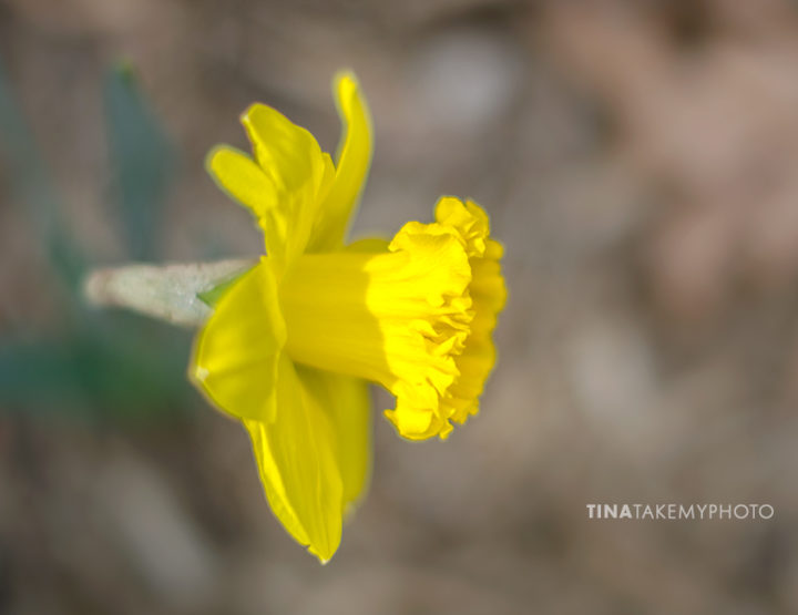 Spring Daffodils Bloom in Virginia